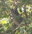 /album/photogallery/verreauxs-eagle-owl-2-brufoot-jpg/